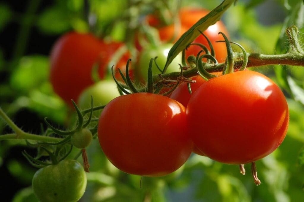 Image: Tomatoes
