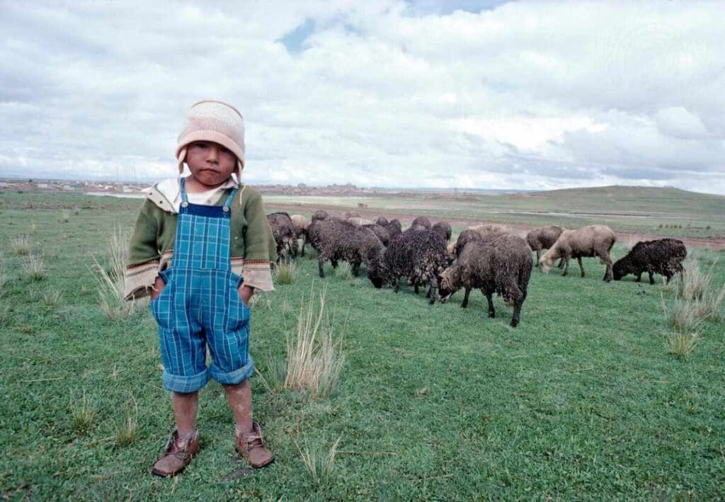 Image: child with sheeps