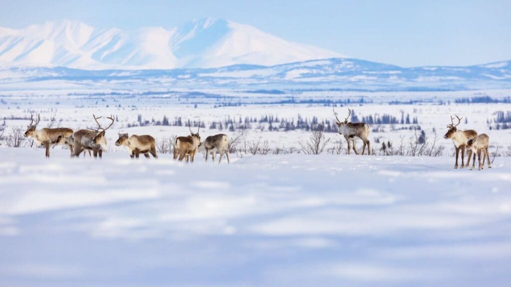A group caribou from the Western Arctic Caribou Herd travels along a winter trail between the villages of Selawik and Ambler, Alaska, within the Selawik National Wildlife Refuge. The herd migrates through and sometimes winters on the refuge (s. tundra, climate)