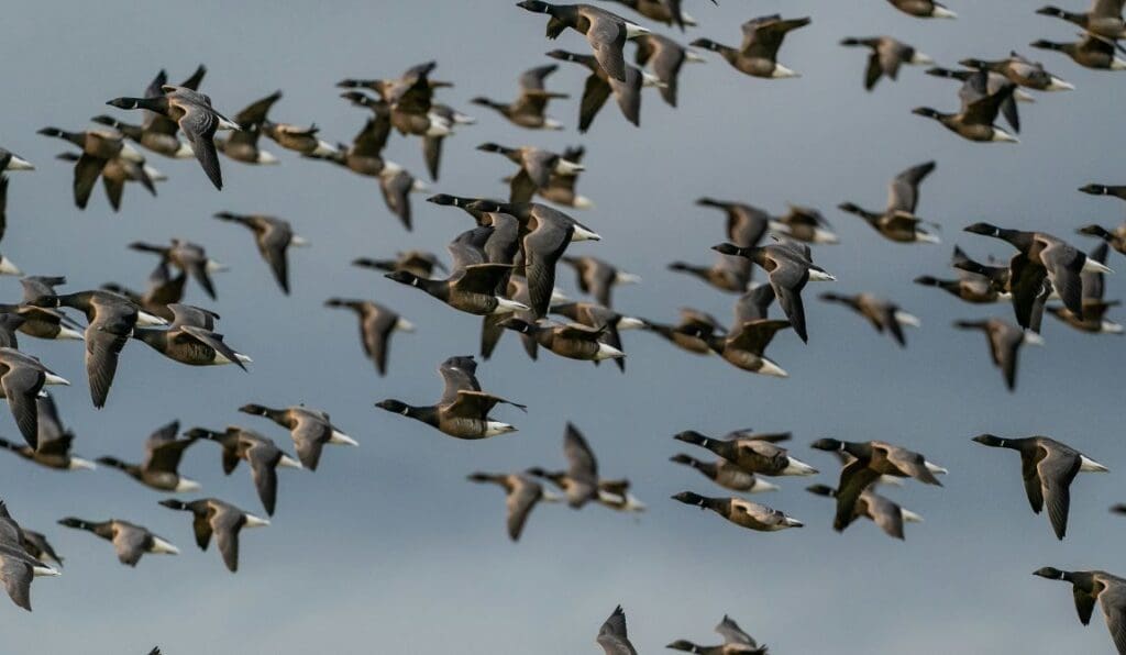 Geese fleeing