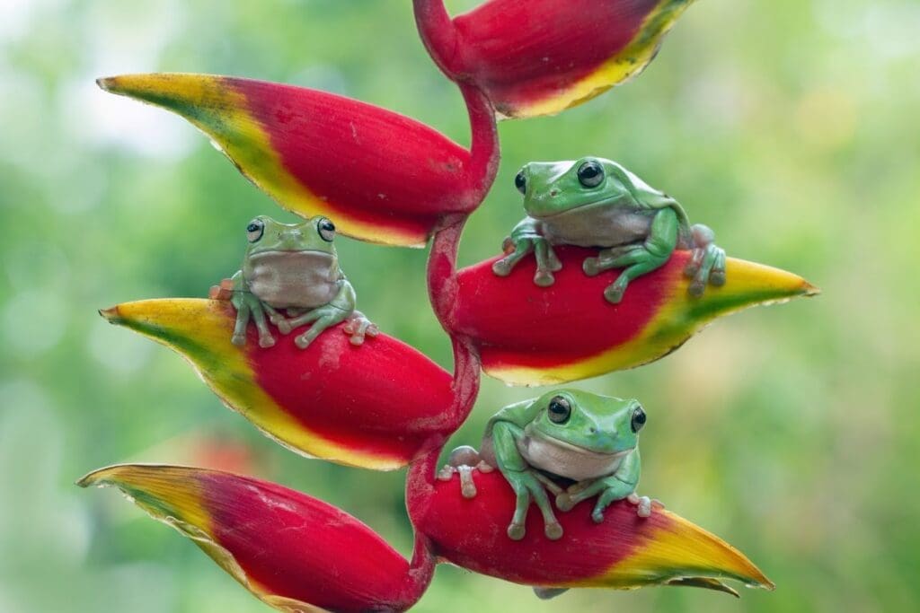 Dumpy frog litoria caerulea on red bud (s. climate, plants, animals)