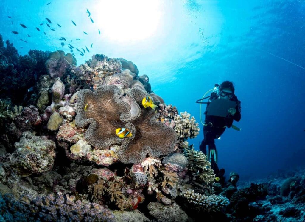 Image: Corals, Ocean, Diver