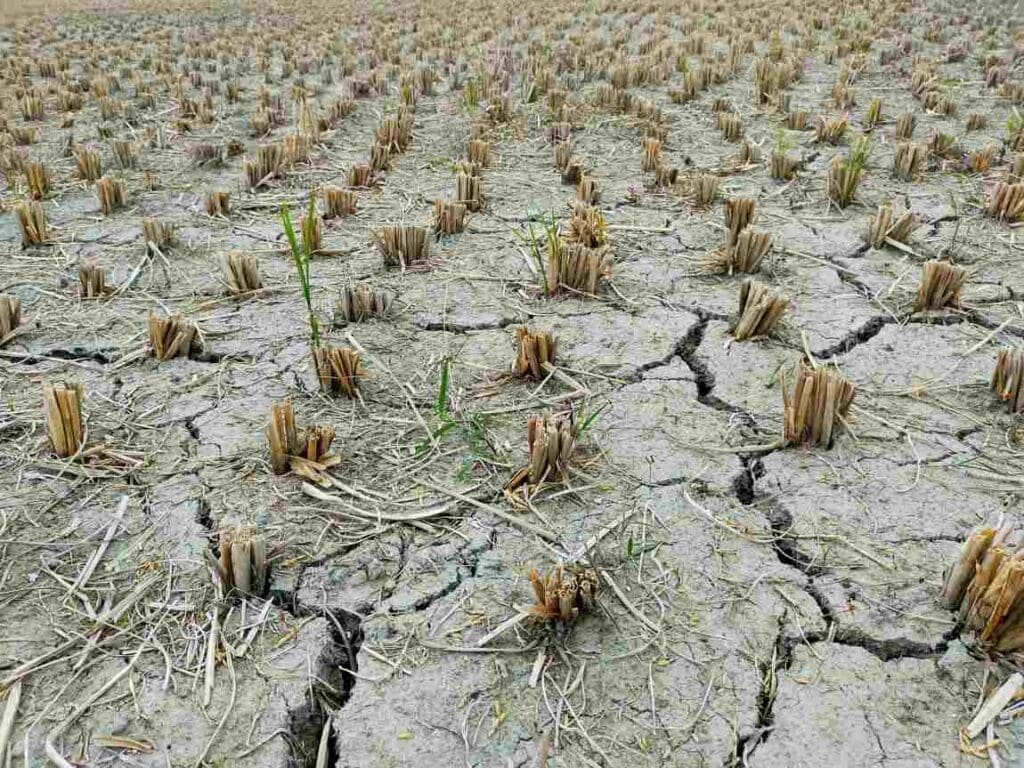 Severe drought