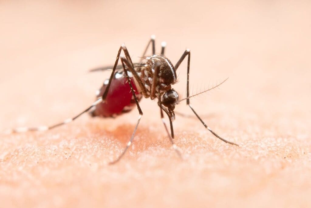 Image: Mosquito