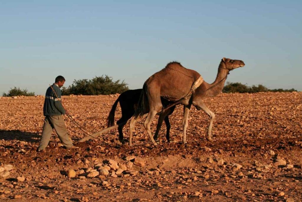 Image: Farmer with camel on rural field
