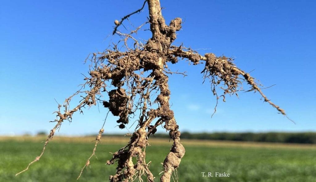 Image: root of a plant