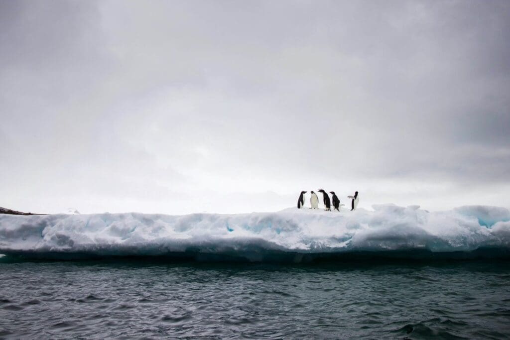 Group of penguins in Antarctica (s. Antarctic sea ice)