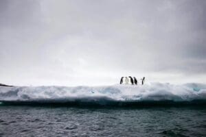Home Group of penguins in Antarctica (s. Antarctic sea ice)