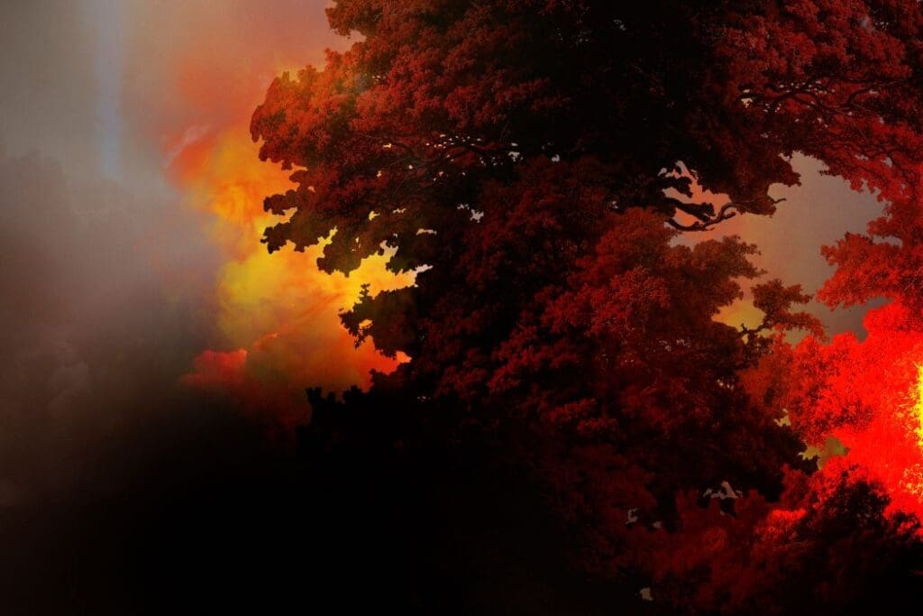 Burning forest (s. global warming, wildfire, fire)
