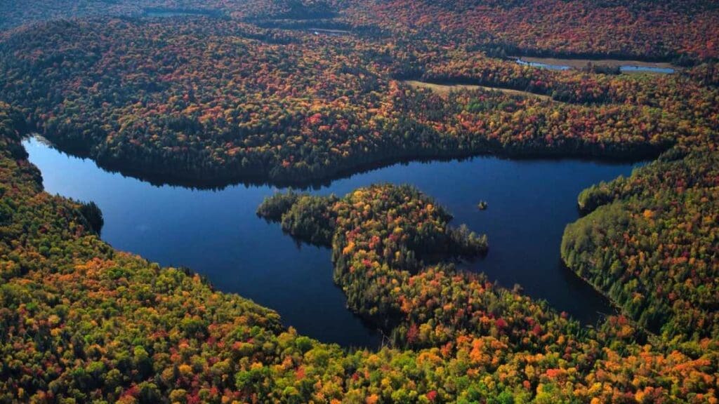 Image: Canadian forest