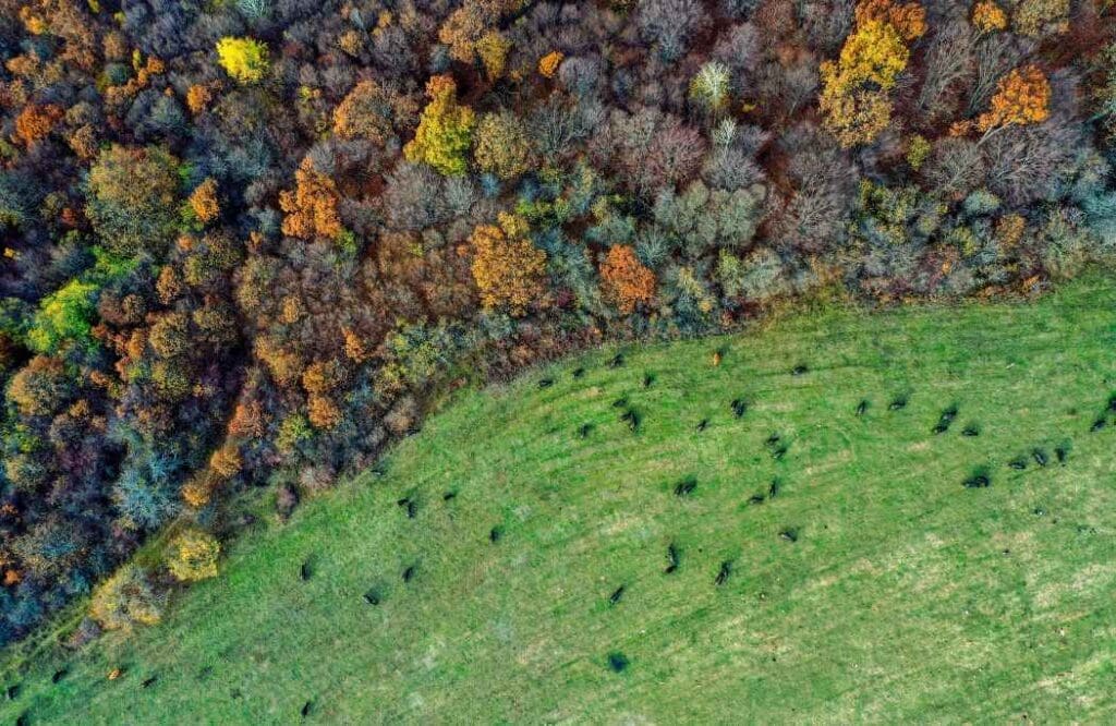 Aerial shot of a farm field with colorful trees in a forest (s. afforestation, microbes)