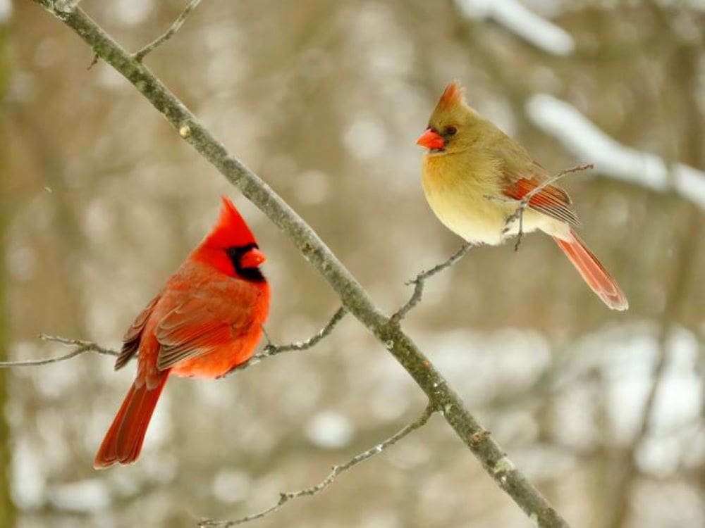 Image: American cardinals (s. environment, birds, climate)
