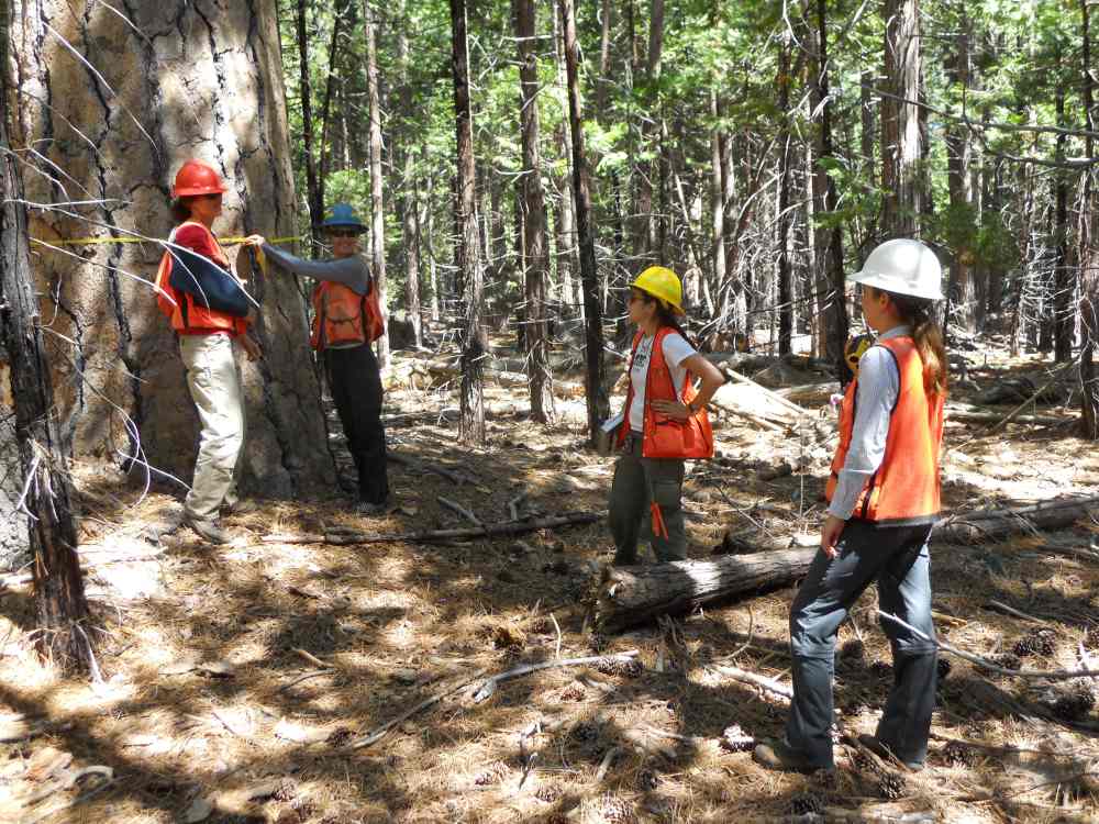 Image: A UC Davis field crew conducts forest inventory in the Emerald Point old-growth stand at Lake Tahoe