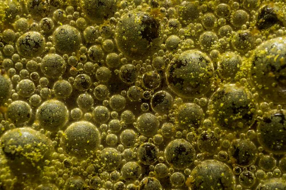 Image: Close-up on bacteria (s. Ancient bacteria reveal a unique way to generate energy without oxygen)