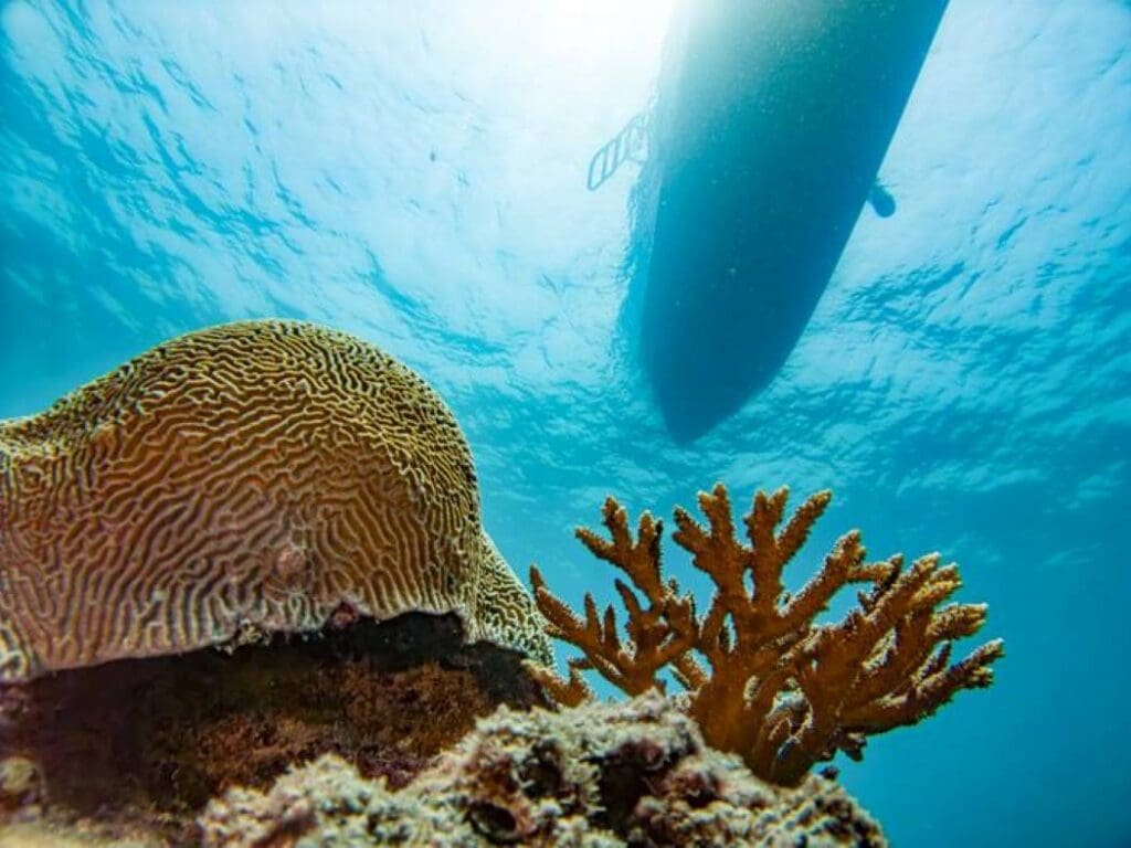 Image: Corals near Sir Bu Nair Island