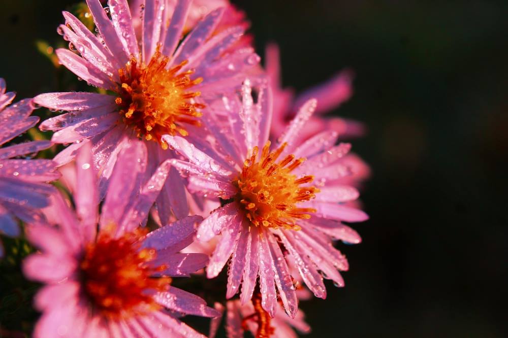 Image: New England Aster (s. plants, climate change)