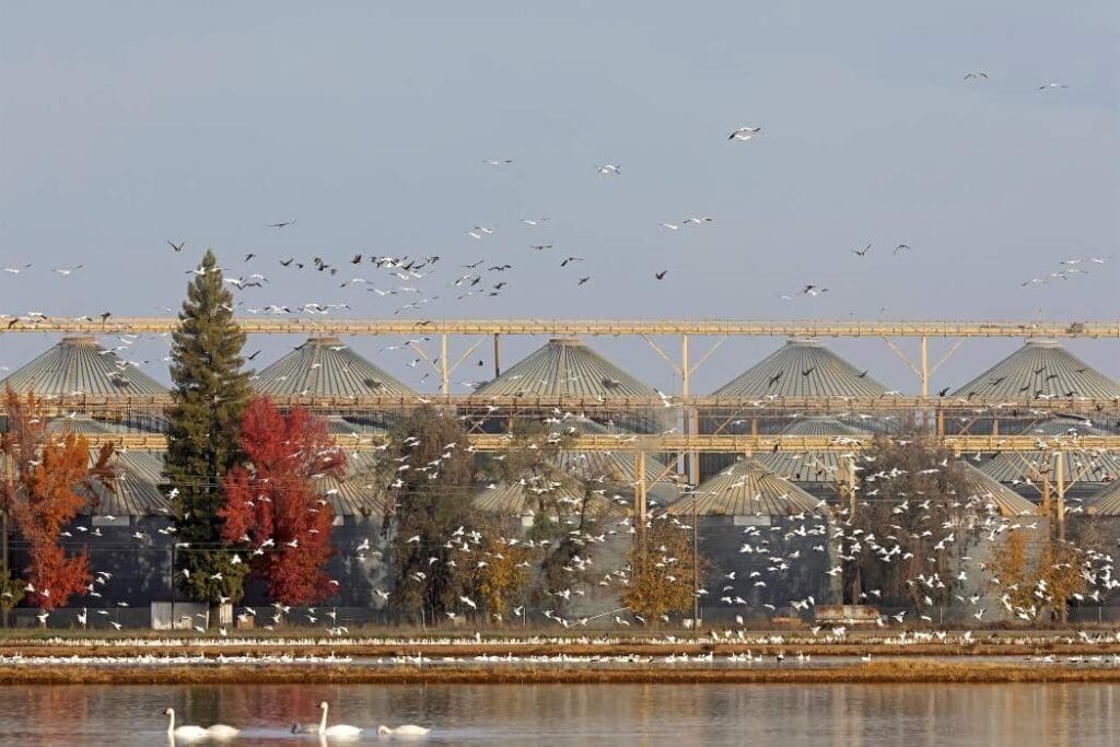 Image: Rice silos and birds