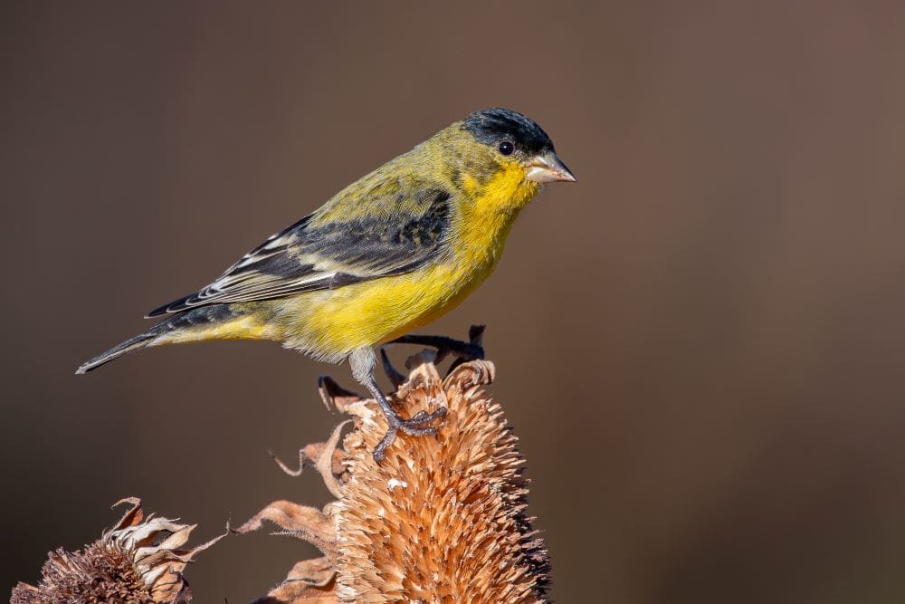 Image: Lesser Goldfinch