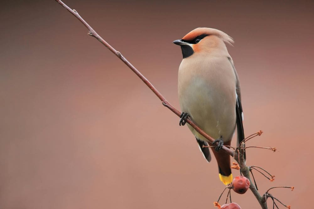 Image: White and Black Bird on Brown Tree Branch (s. Bohemian waxwing, climate change)