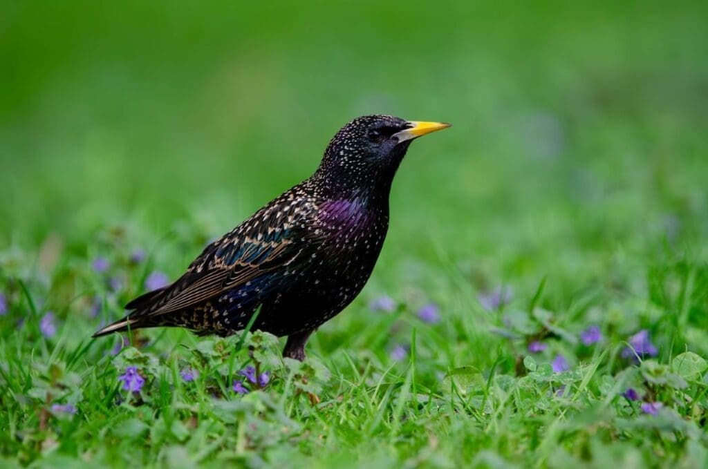 Image: Common starling (s. bird, climate change, Europe)