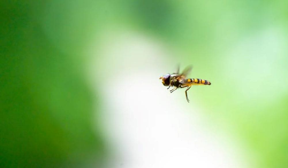 Image: Marmalade hoverfly (Episyrphus balteatus) (s. flies, climate change, nature)