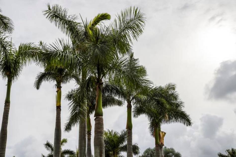 Image: Palm trees, Most Floridians Worry About Homeowners Insurance, Stronger Hurricanes