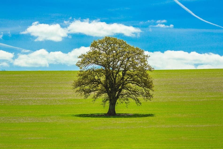 Image: Tree ina field, Harmony, Nature