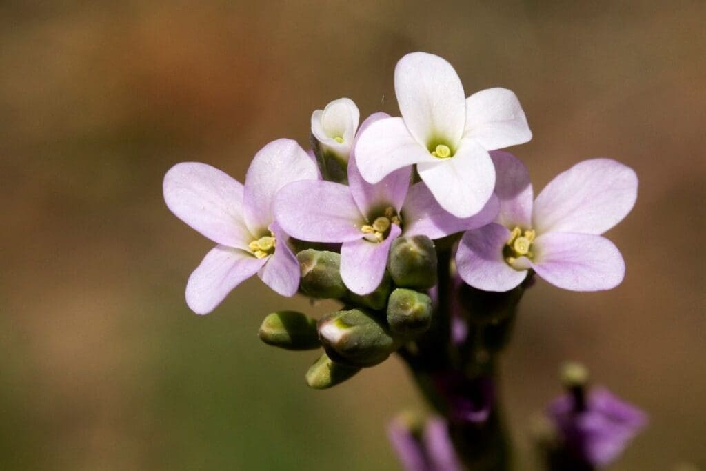 Image: Drummond's rockcress (Boechera stricta)