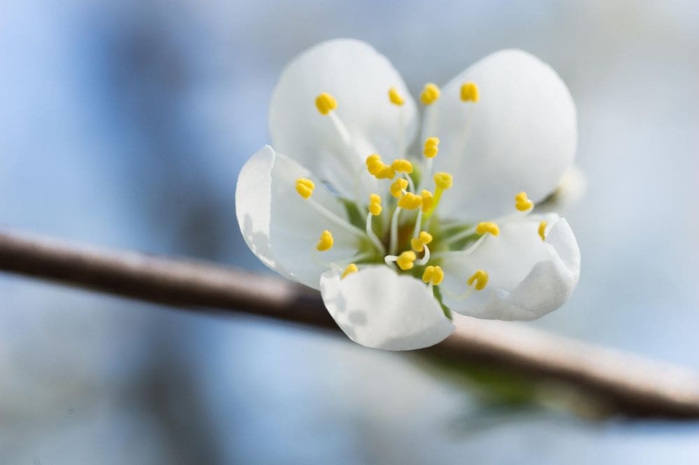 Image: Blossom, Bloom, Pollen
