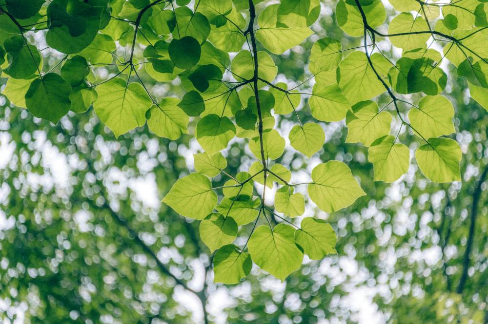 Image: Green Leaf Tree