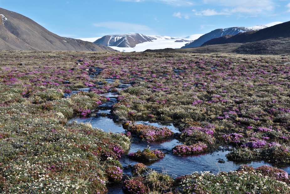 Arctic plant life shifts in complex patterns as climate warms