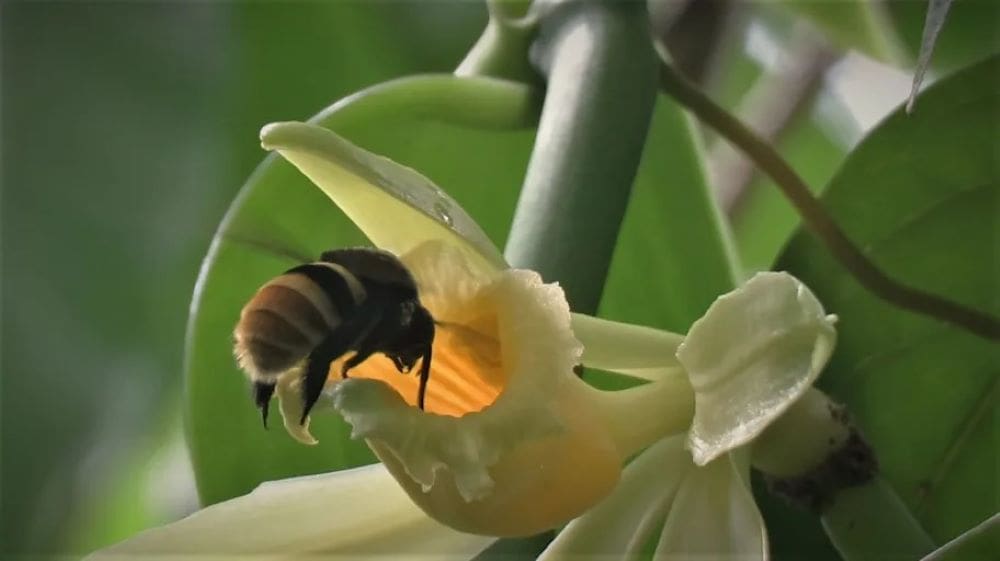 Climate change threatens wild Vanilla and its pollinators, study warns