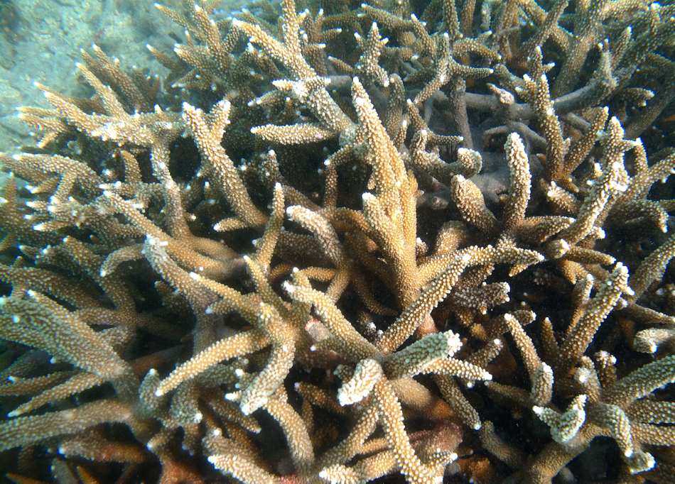 Corals show surprising survival strategies under ocean acidification