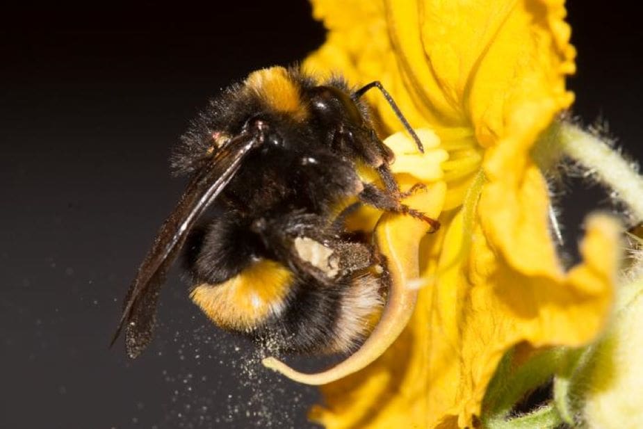 Image: A buff-tailed bumblebee (Bombus terrestris)