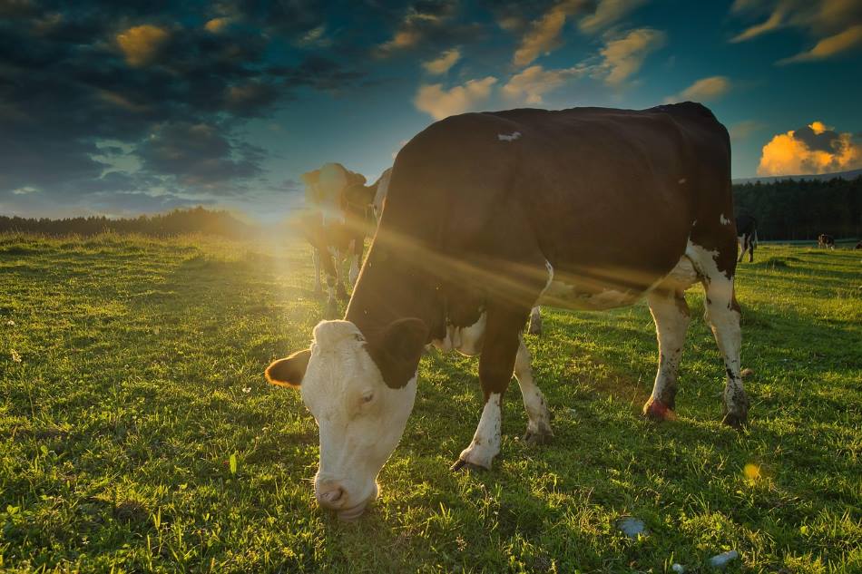 Image: Cow, Sun, Field