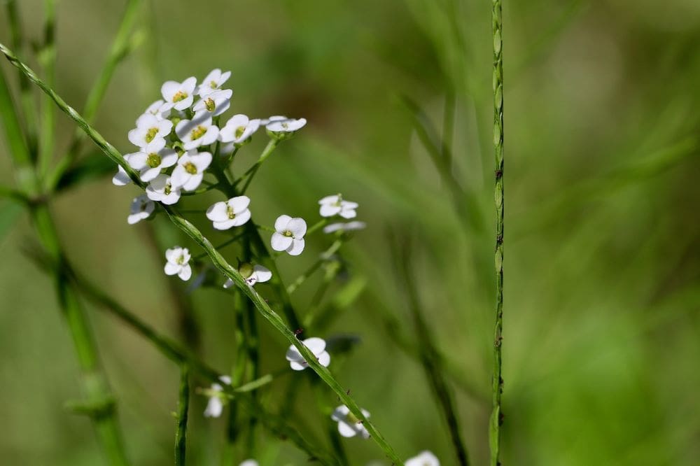 Image: plant with flowers