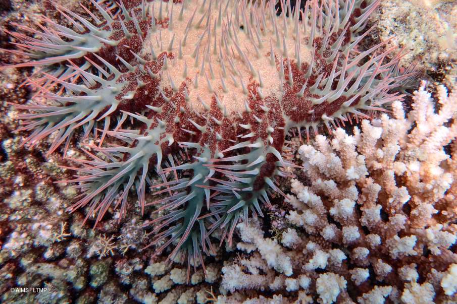Image: Corals