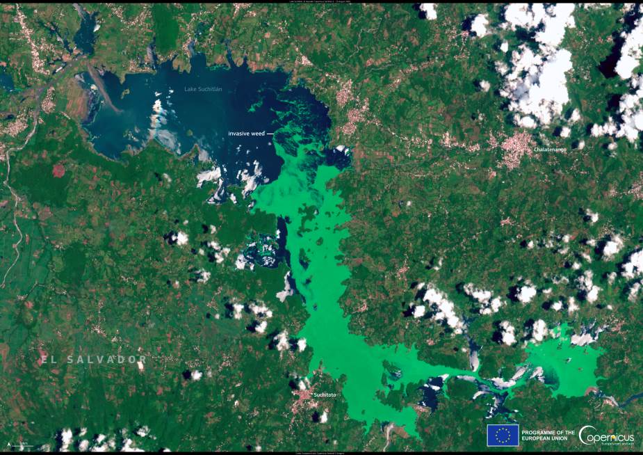 Image of the day: Lake Suchitlan covered by invasive water lettuce