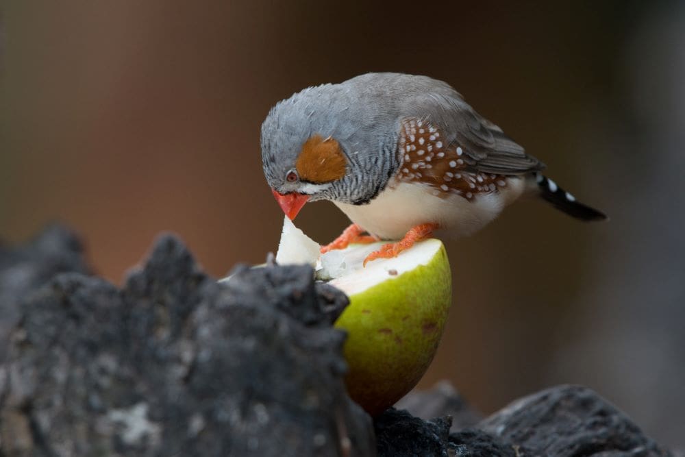 Image: Cute finch bird eating pear standing on rock formations