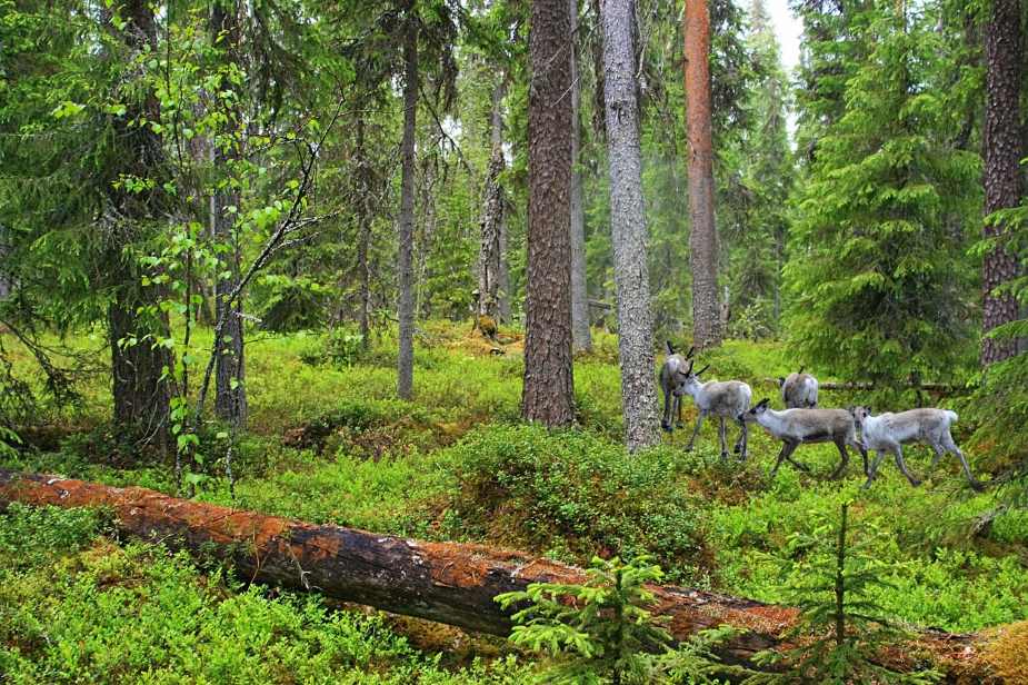 Image: forest, reindeer