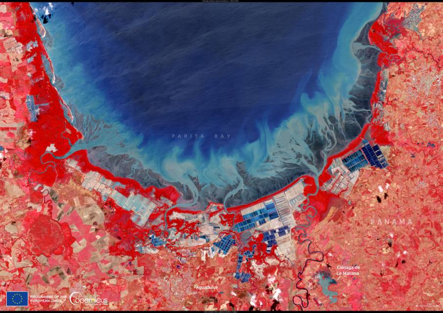 Image of the day: Restoring the wetlands of Panama’s Parita Bay