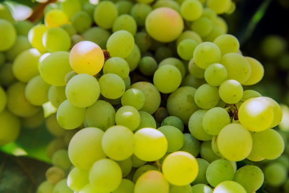 Image: Grapes, vineyard