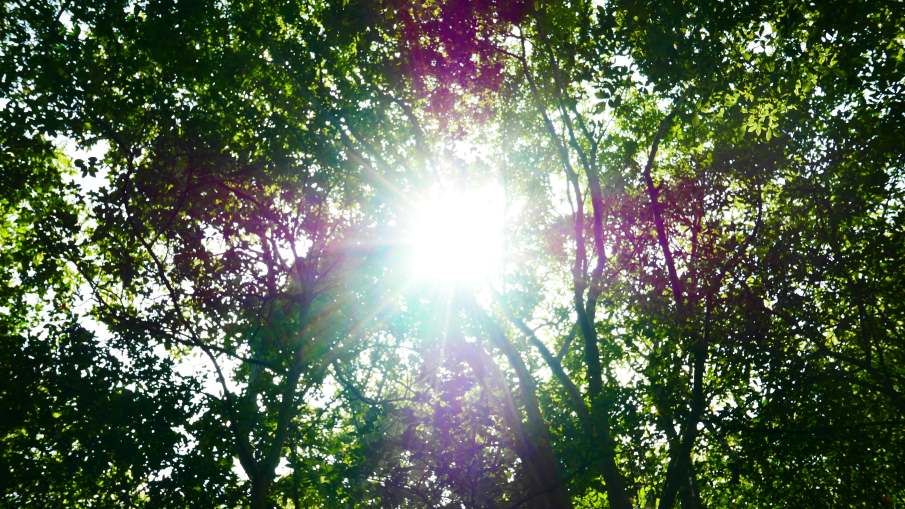 Image: green and red trees with sun rays (Teshima, Tonosho, Kagawa, Japan)