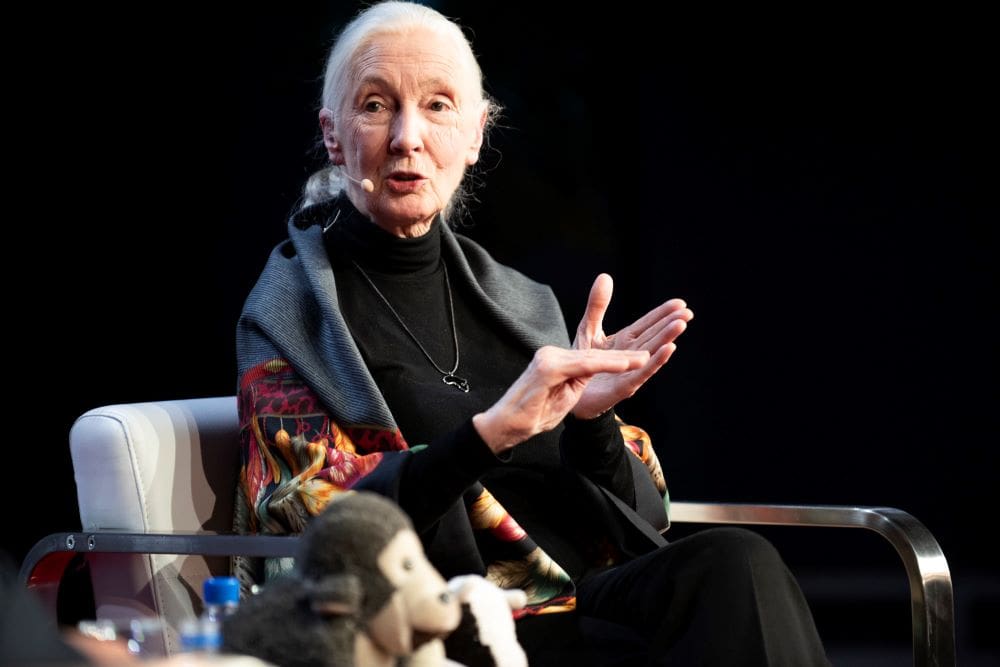 Image: Jane Goodall