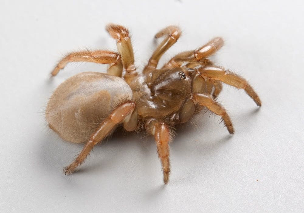Image: A species of trapdoor spider (Aptostichus ramirezae)
