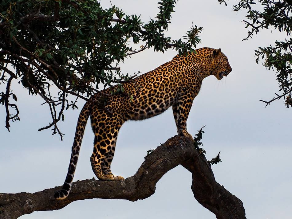 Image: Leopard on a tree in Masai Mara National Reserve, Kenya