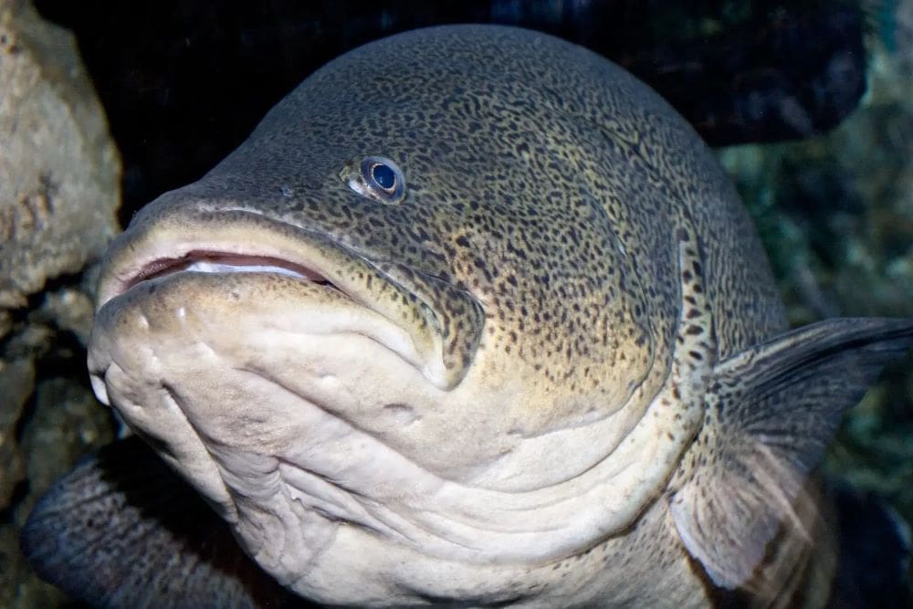 Image: Murray Cod, Melbourne Aquarium