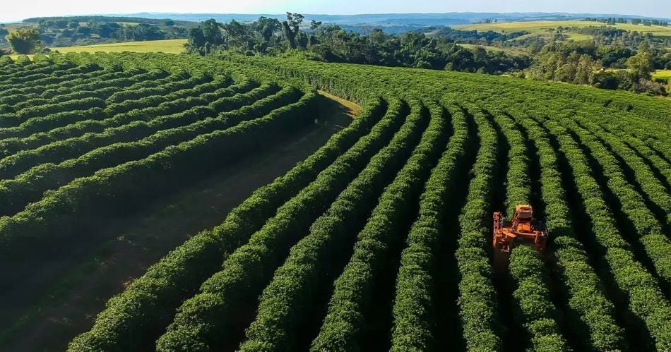 Climate intervention may not save coffee, chocolate and wine