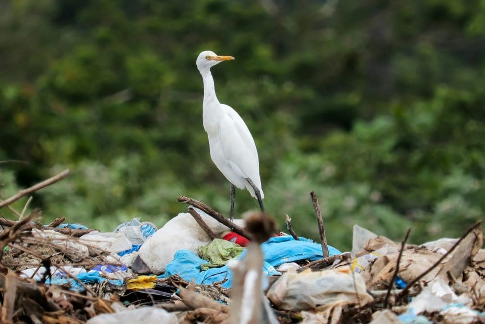Home Image: white bird, plastic pollution, beach