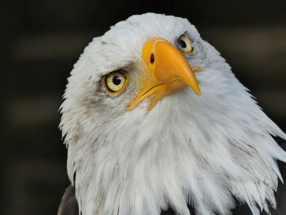 Image: Bald Eagle